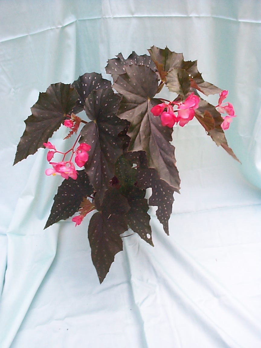 B. ‘Marguerite De Cola’
